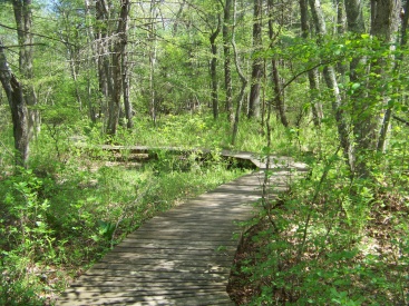 winding boardwalk in willow brook farm preserve