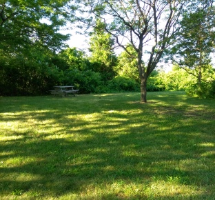 Grassy picnic area at Webb Memorial Park.