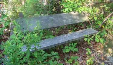 bench at top of staircase in weir river woods