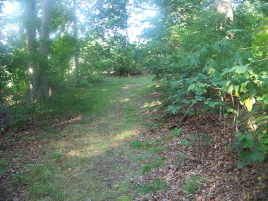 grassy end of main trail at weir river woods