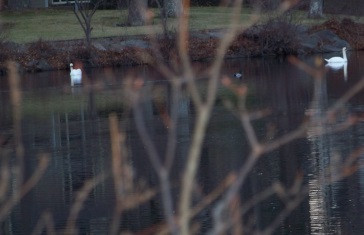 swans on cushing pond