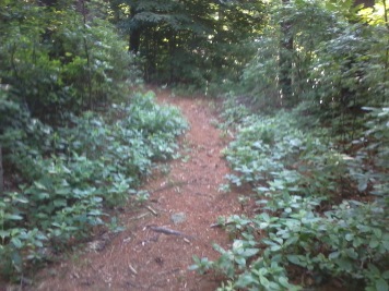 side trail in Wheelwright Park