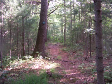 trail marked by letters in White Woods in Cohasset