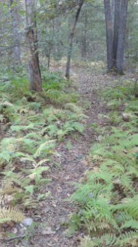 fern lined trail at the charles ed white recreation area