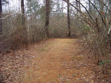 whitman town forest