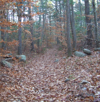 passing through a stone wall on the whitman hanson trail