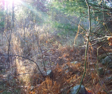 edge of a marsh