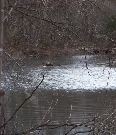 pond along temple st. at whiton woods