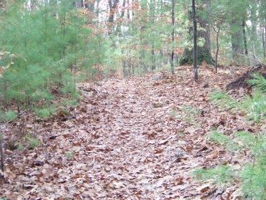 hiking trail through whortleberry hollow in hingham