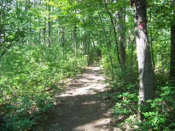 summer on the wiggin trail in holbrook