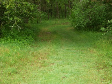 grassy trail entering the woods at willow brook farm in pembroke