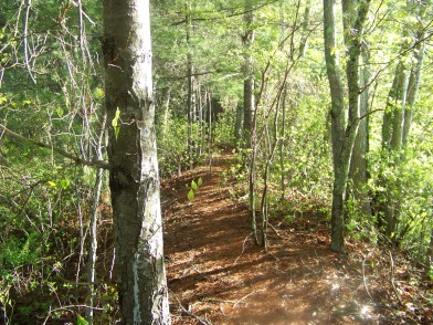 hiking trail continues along the bog at camp wing conservation area