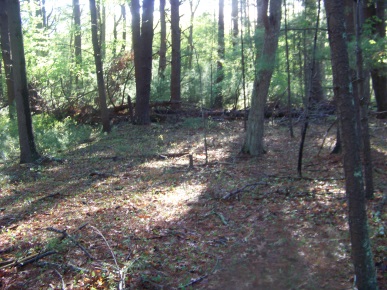 clearing at end of the trail in camp wing conservation