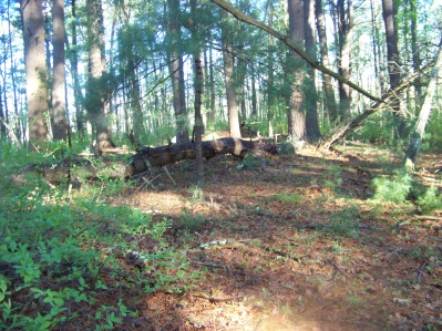 clearing along route 3 in camp wing conservation area in duxbury