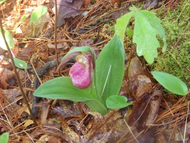 lady slipper along trail at camp wing conservation area in duxbury