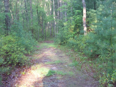 hiking trail at camp wing conservation area