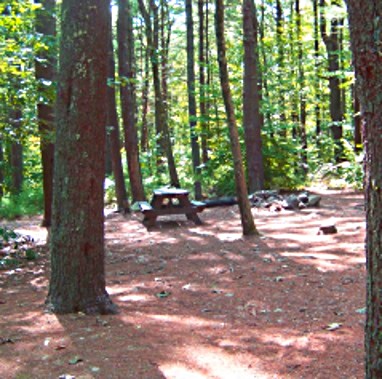 Shady campsite at Wompatuck State Park