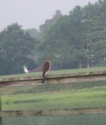 falcon on fence in Duxbury