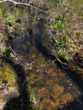 hayward creek