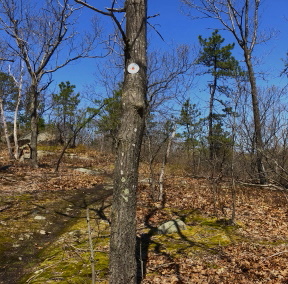 Trail leading up to the quarry at Eaton Pond Conservation orange dot trail leading uphill to quarry