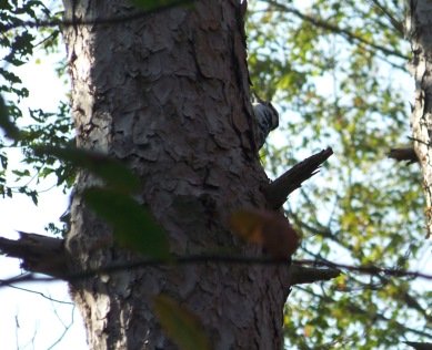 woodpecker on tree in george washington forest woodpecker on tree in george washington forest