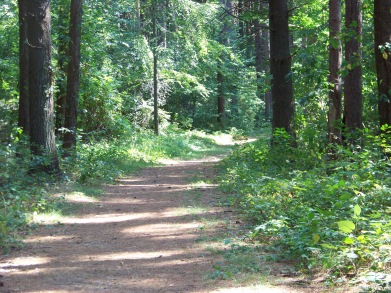 road like start to George Washington Forest trail