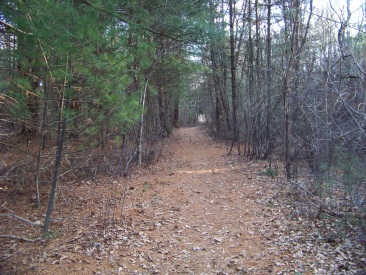 a trail to x country ski in rockland town forest