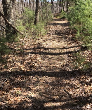 Shortly down the trail into the sanctuary the trail widens and becomes more defined. stump brook trail widens