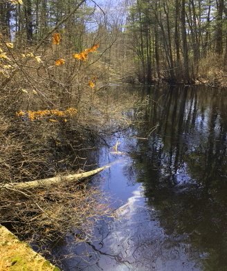 Stump Brook widens out as a tributary joins it. Stump brook widens out
