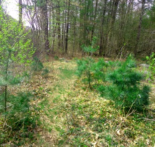 meadow like path leading out across a utility line