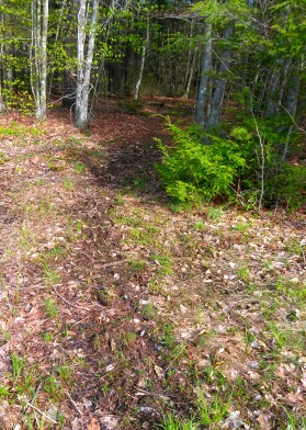 Narrow connecting trail through the conservation area.