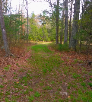 Alternate trail across a power line.