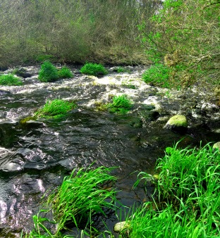 scenic spot along the trail on the connecting trail between the Rockland Fireworks and Frenchs Stream trails.
