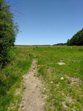 Large field at the beginning of the Thompson Pond Trail in Abington.