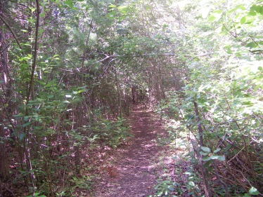 trail thru thicket on Around Cleveland Pond Trail