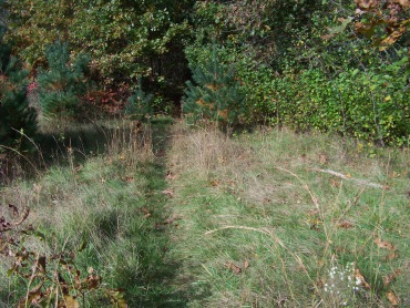 trail across meadow on Around Cleveland Pond Trail