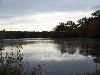 view of island from dog walk trail