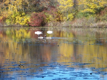 water fowl on cleveland pond at ames nowell