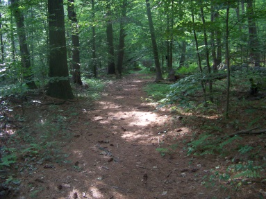 Forested trail in Bates Conservation.