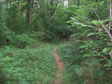 narrow carl pipes trail through ferns