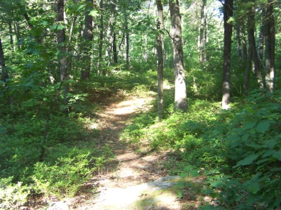 hiking trail in bradford torrey bird sanctuary