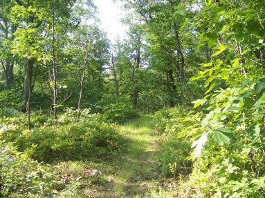 hiking trail in the bradford torrey bird sanctuary in weymouth