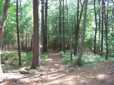 pine needle carpeted hiking trail in bradford torrey bird sanctuary