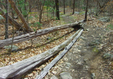Sitting log along the trail