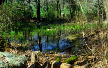 bradford torrey vernal pool