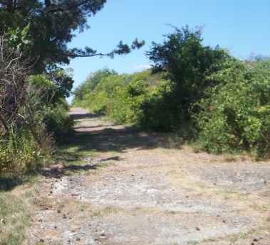 Wide road hiking trail that cuts across Bumpkin Island.