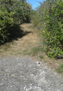 Beginning of the trail that circles Bumpkin Island.