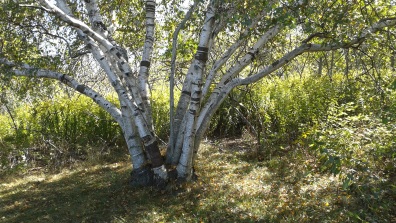 Interesting clump of birch trees on Bumpkin Island.