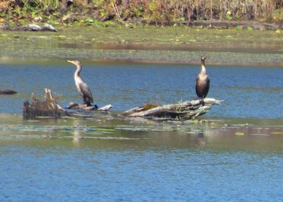 closer view of great herons at Burrage Wildlife Management Area