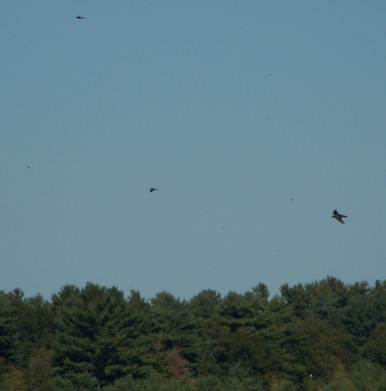 close up of birds playing above cranberry bog